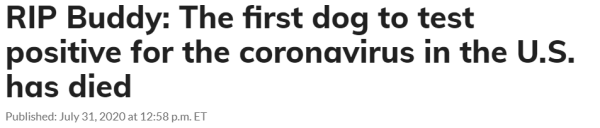RIP Buddy: The first dog to test positive for the coronavirus in the U.S. has died